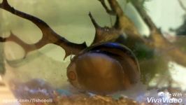 Zebra Nerite Snail Chomping Away