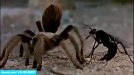 جنگ نبرد دیدنی بین رتیل زنبورگاوی