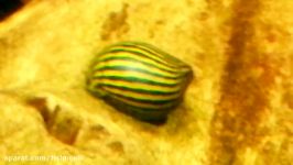 Zebra Nerite Snails