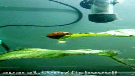 Nerite snail cleans up the algae on anubias leaves.