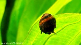 Horned Nerite Snail