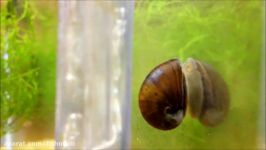 Nerite Snail Closeup Eating Algae On Aquarium Glass