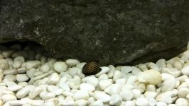 Zebra Nerite Snail algae eater