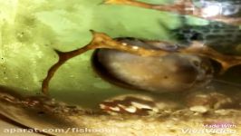 Zebra Nerite Snail Leaves Love Bites All Over The Dirty Glass