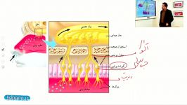 تدریس انلاین فصل دوم زیست شناسی یازدهم قسمت دوم