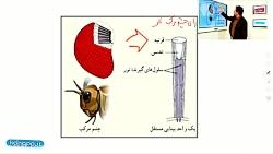 تدریس انلاین فصل دوم زیست شناسی یازدهم قسمت سوم