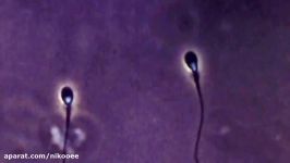 Spermbot could help solve male infertility  Headline Science