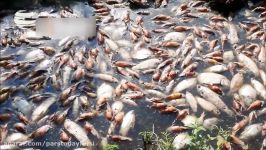 هزاران ماهی مرده، در رودخانه کانفوز پاراگوئه