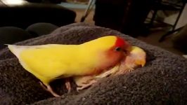 محافظت Lovebird بچه اش