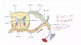 انعکاس های نخاعی دستگاه عصبی زیست یازدهم