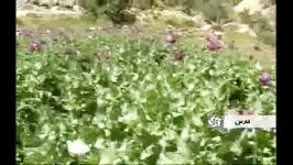 کشف بزرگترین مزرعه خشخاش ایران