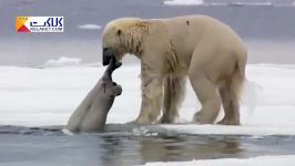 غافلگیر شدن فُک توسط خرس قطبی گرسنه