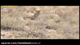 گربه وحشی در حال شکارِ طعمه پلنگ شد