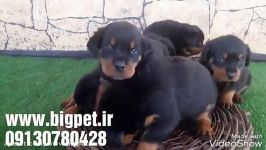 توله رت وایلر.بچه های فیلیکسwww.bigpet.ir