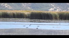 دریاچه زریبار ، سالانه میزبان هزاران پرنده مهاجر