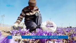 خراسان شمالی برداشت زعفران در بجنورد