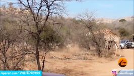 تلاش زرافه مادر برای نجات فرزندش شیرها