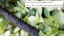 جدیدترین روش آبیاری قطره ای زیرسطحی