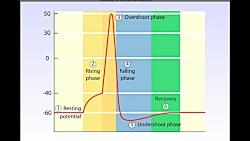 نحوه ایجاد پتانسیل عمل در غشای سلول عصبی