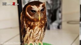 Owl  A Funny Owls And Cute Owls Compilation  NEW