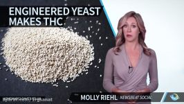 Scientists Engineer THC With Yeast