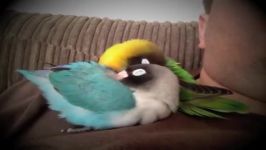 Lovebird در خواب آواز می خواند