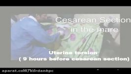 Cesarean Section in the mare  Dr Yaser Nazem