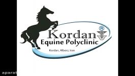 DDF Tenotomy in the Horse  Chronic Laminitis  Kordan Equine Polyclinic Dr Yaser Nazem Vet Team