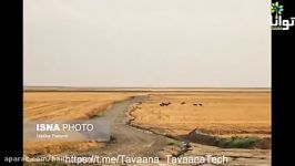 تالاب گل‌فشان «قارنیارق» گرگان در آستانه خشک‌سالی