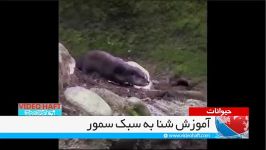 اگر آموزش شنا به سبک سمورها بود، هیچ کس غرق نمی شد