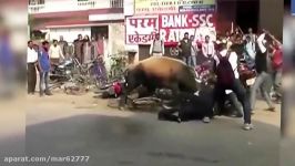 نبرد مرگبار 2 گاو در خیابان کمک مردم به گاو ضغیف