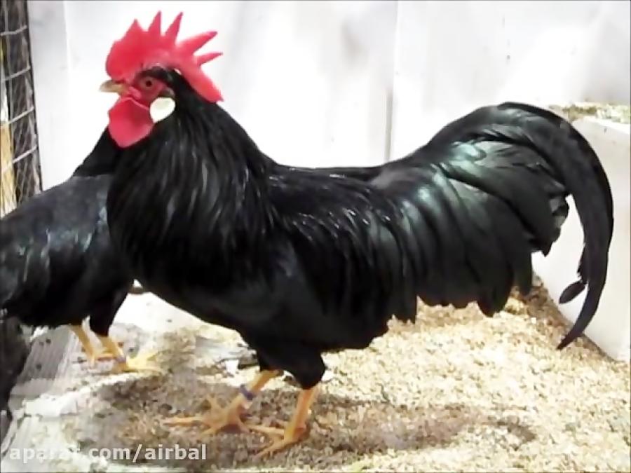 مرغ خروس زینتی نژاد لگهورن بانتام سیاه Leghorn bantam