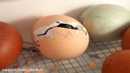 جوجه شدن تخم مرغ نژاد استرالورپ Australorp Egg Hatching