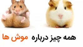 حقایقی جالب درباره موش ها