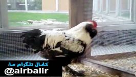 مرغ خروس زینتی فاورولس Faverolles chicken