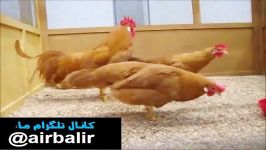 مرغ خروس زینتی نژاد لگهورن بانتام Leghorn bantam buf