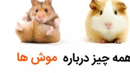 حقایقی جالب درباره موش ها