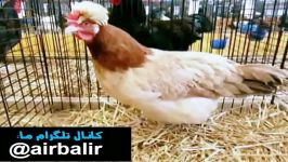 مرغ خروس زینتی نژاد سامتیلر Sulmtaler Chicken