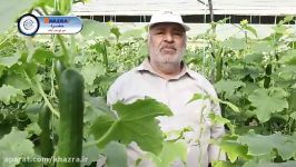 افزایش بهره‌وری خیار گلخانه‌ای در فهرج یزد کودهای کلاته خضراء