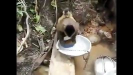 ظرف شستن میمون