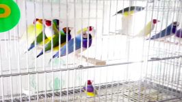 Gouldian