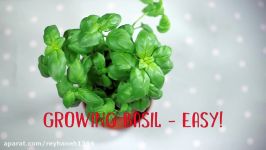 CBeebies  How To Grow Basil  Down On The Farm