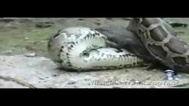 صحنه نادری خورده شدن تمساح توسط مار پیتون