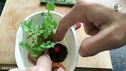 آموزش سبز کردن سبزه هویج شلغم چغندر