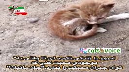 ‎امروز را زندگى نكرده اى تا وقتى به موجودى محبت كنى كه