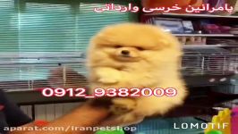 پامرانین خرسی وارداتی نر ماده