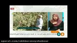 برداشت سیب باغات شهر بار نیشابور شبکه خبر 96