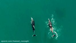 نروژ دلفین هایش تابستان 1396  حامد رزاقی