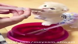 ویدیو دیدنی بچه گربه خوشگل ملوس در حال غذا خوردن