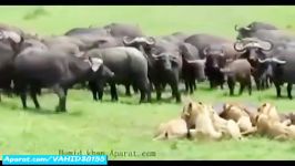 جنگ نبرد خوفناک دیدنی بین گاومیش ها شیرها